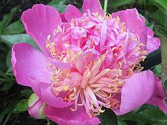 peony14 (33)